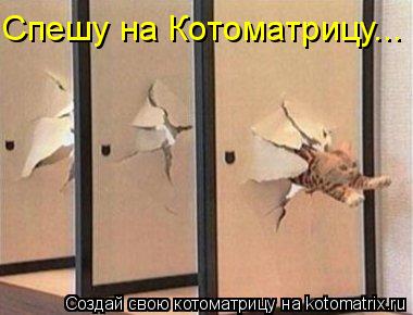 Спешу на Котоматрицу...... Котоматрица: Спешу на Котоматрицу...