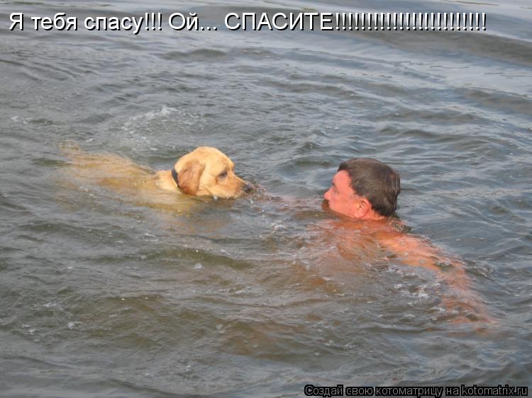 Я тебя спасу!!! Ой... СПАСИТЕ!!!!!!!!!!!!!!!!!!!!!!!!... Котоматрица: Я тебя спасу!!! Ой... СПАСИТЕ!!!!!!!!!!!!!!!!!!!!!!!!