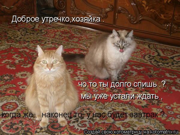 Доброе утречко,хозяйка . чо то ты долго спишь .? мы уже устали ждать , когда же , наконец то, у нас ... Котоматрица: Доброе утречко,хозяйка . чо то ты долго спишь .? мы уже устали ждать , когда же , наконец то, у нас будет завтрак ?