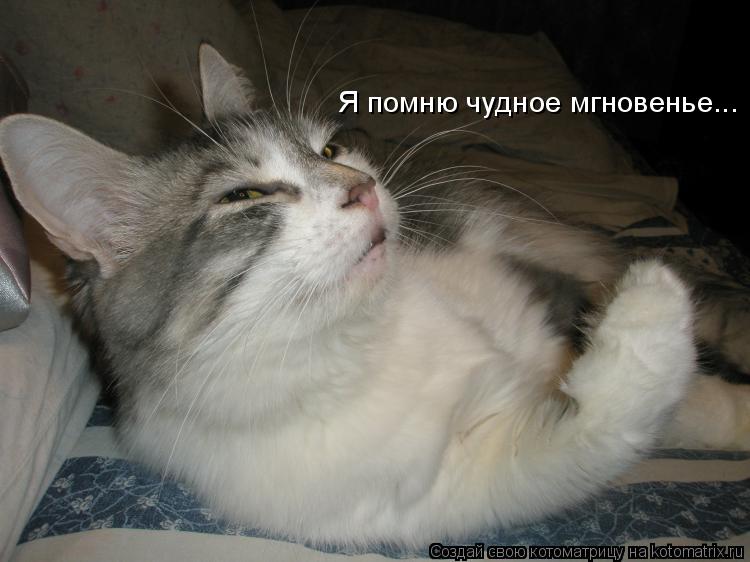 Я помню чудное мгновенье...... Котоматрица: Я помню чудное мгновенье...