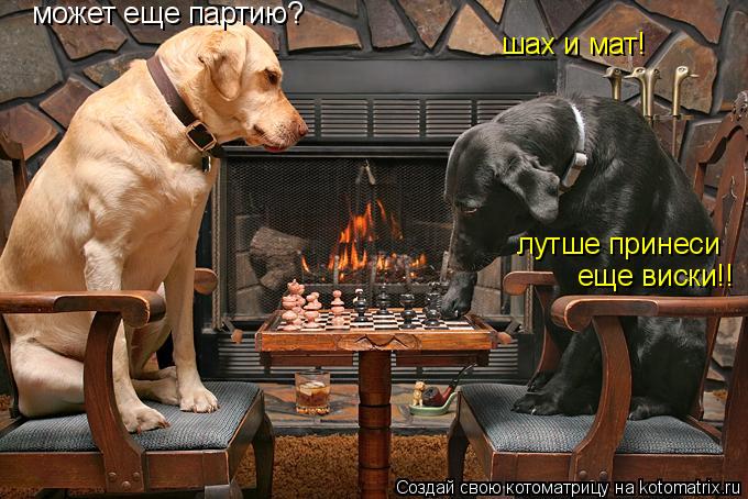 может еще партию? шах и мат! лутше принеси еще виски!!... Котоматрица: может еще партию? шах и мат! лутше принеси еще виски!!