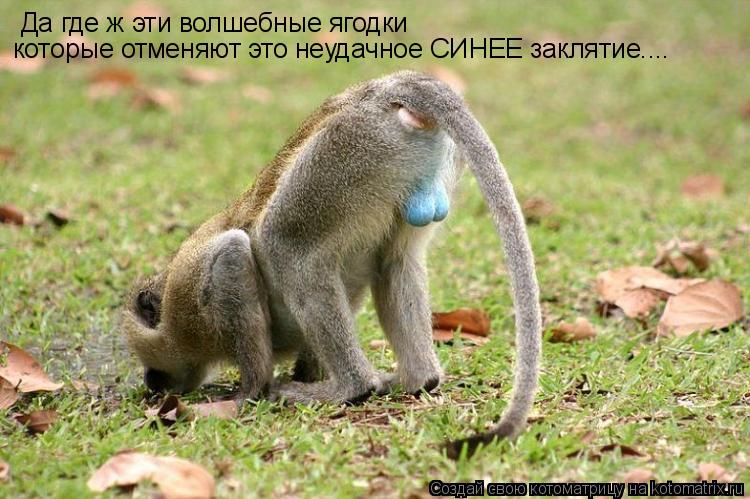 Да где ж эти волшебные ягодки которые отменяют это неудачное СИНЕЕ заклятие....... Котоматрица: Да где ж эти волшебные ягодки которые отменяют это неудачное СИНЕЕ заклятие....