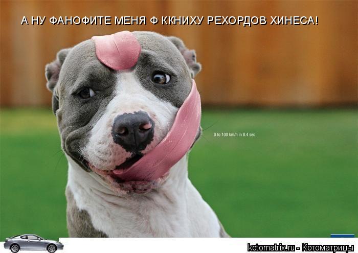 А НУ ФАНОФИТЕ МЕНЯ Ф ККНИХУ РЕХОРДОВ ХИНЕСА!... Котоматрица: А НУ ФАНОФИТЕ МЕНЯ Ф ККНИХУ РЕХОРДОВ ХИНЕСА!