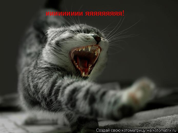 Котоматрица: иииииииии яяяяяяяяя!