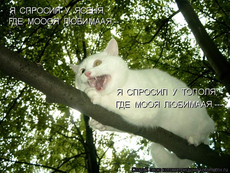 Я СПРОСИЛ У ЯСЕНЯ, ГДЕ МОООЯ ЛЮБИМААЯ,-- Я СПРОСИЛ У ТОПОЛЯ, ГДЕ МООЯ ЛЮБИМААЯ,---... Котоматрица: Я СПРОСИЛ У ЯСЕНЯ, ГДЕ МОООЯ ЛЮБИМААЯ,-- Я СПРОСИЛ У ТОПОЛЯ, ГДЕ МООЯ ЛЮБИМААЯ,---
