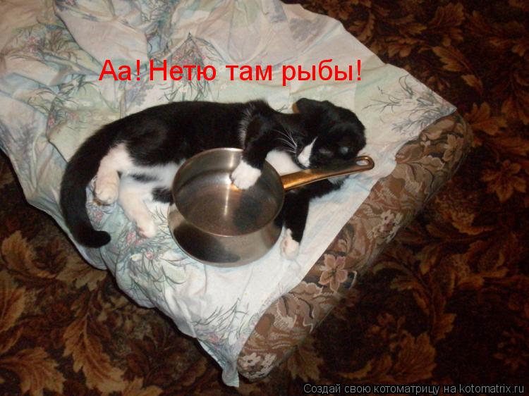 Аа! Нетю там рыбы!... Котоматрица: Аа! Нетю там рыбы!
