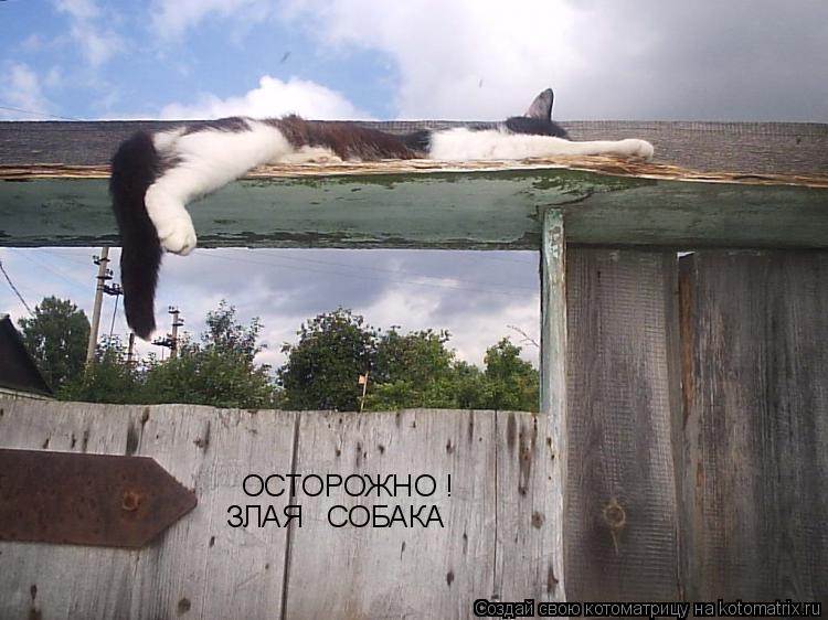 Котоматрица: ОСТОРОЖНО ! ЗЛАЯ   СОБАКА