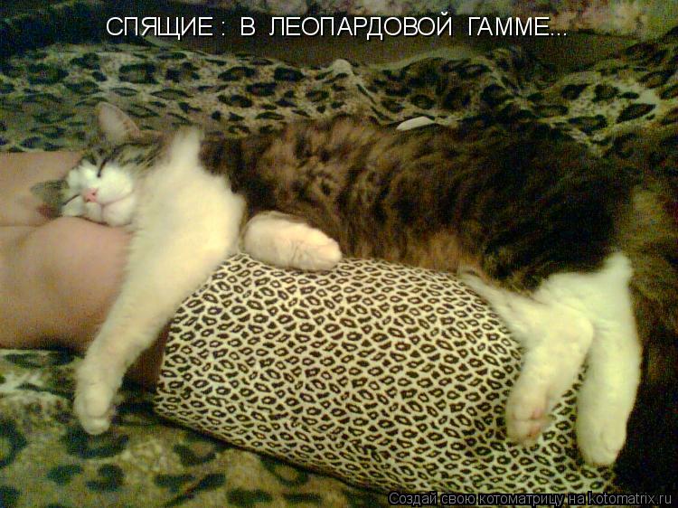 СПЯЩИЕ : В ЛЕОПАРДОВОЙ ГАММЕ...... Котоматрица: СПЯЩИЕ : В ЛЕОПАРДОВОЙ ГАММЕ...
