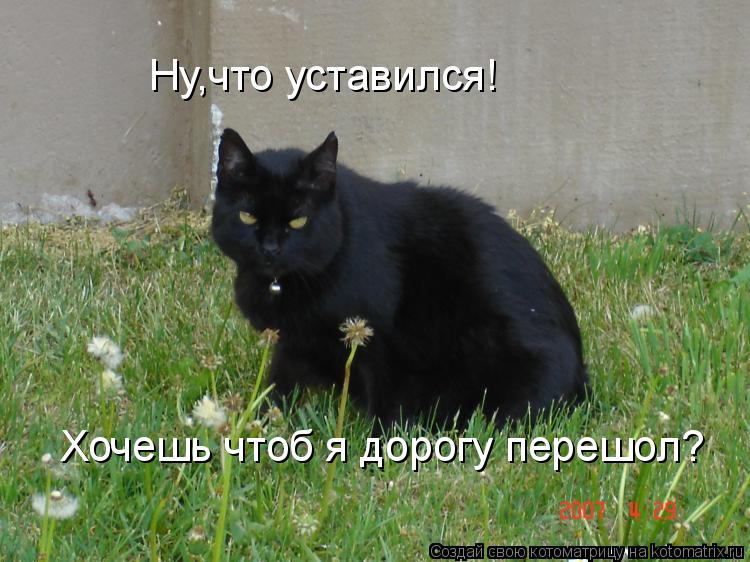 Котоматрица: Ну,что уставился! Хочешь чтоб я дорогу перешол?