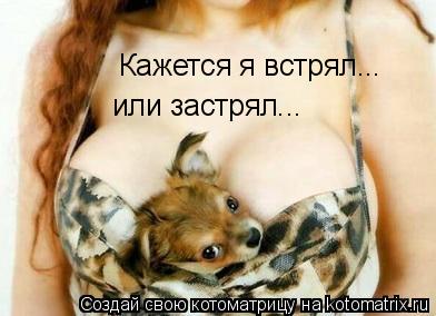Котоматрица: Кажется я встрял... или застрял...