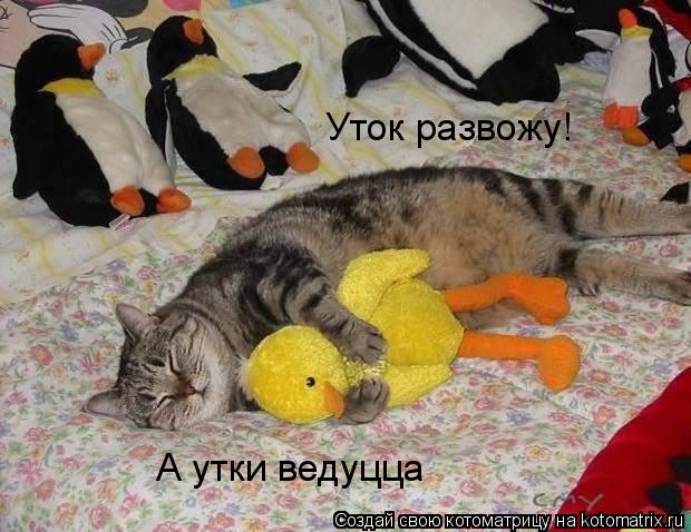 Уток развожу! А утки ведуцца... Котоматрица: Уток развожу! А утки ведуцца