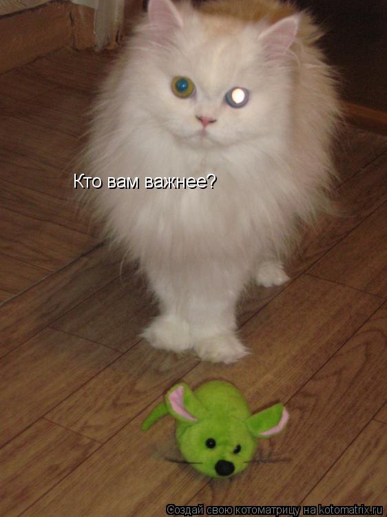 Кто вам важнее?... Котоматрица: Кто вам важнее?