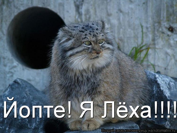 Йопте! Я Лёха!!!!... Котоматрица: Йопте! Я Лёха!!!!
