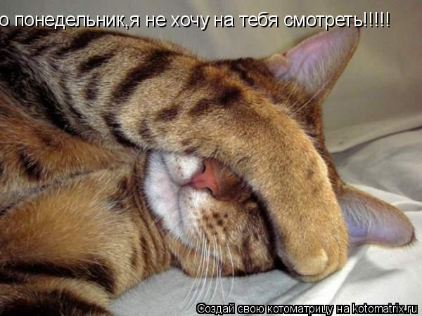 о понедельник,я не хочу на тебя смотреть!!!!!... Котоматрица: о понедельник,я не хочу на тебя смотреть!!!!!