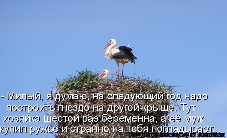 - Милый, я думаю, на следующий год надо построить гнездо на другой крыше. Тут хозяйка шестой раз бер... Котоматрица: - Милый, я думаю, на следующий год надо построить гнездо на другой крыше. Тут хозяйка шестой раз беременна, а её муж купил ружьё и странно на