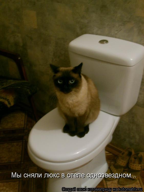 Котоматрица: Мы сняли люкс в отеле однозвездном...