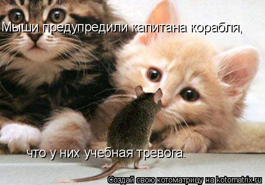 Мыши предупредили капитана корабля, что у них учебная тревога.... Котоматрица: Мыши предупредили капитана корабля, что у них учебная тревога.