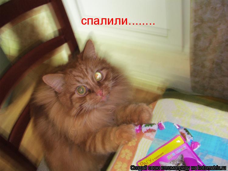 Котоматрица: спалили........