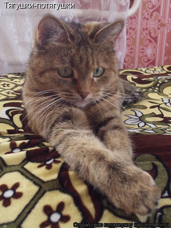 Тягушки-потягушки... Котоматрица: Тягушки-потягушки