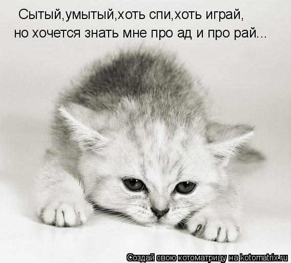 Котоматрица: Сытый,умытый,хоть спи,хоть играй, но хочется знать мне про ад и про рай...