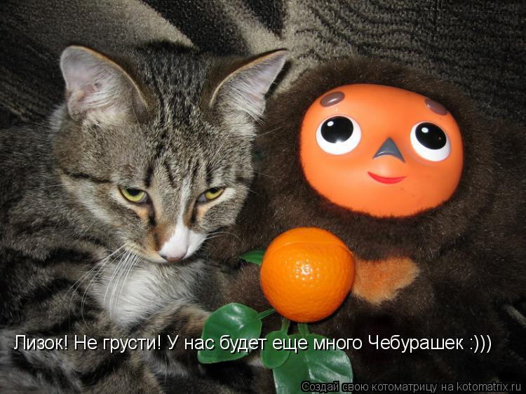 Лизок! Не грусти! У нас будет еще много Чебурашек :)))... Котоматрица: Лизок! Не грусти! У нас будет еще много Чебурашек :)))