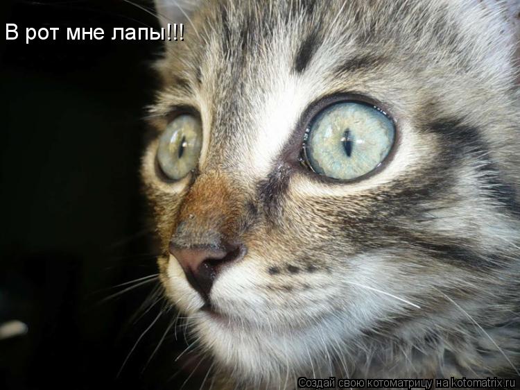 В рот мне лапы!!!... Котоматрица: В рот мне лапы!!!
