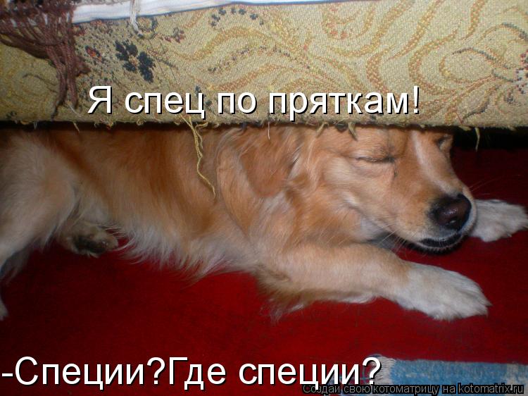 Котоматрица: Я спец по пряткам! -Специи?Где специи?