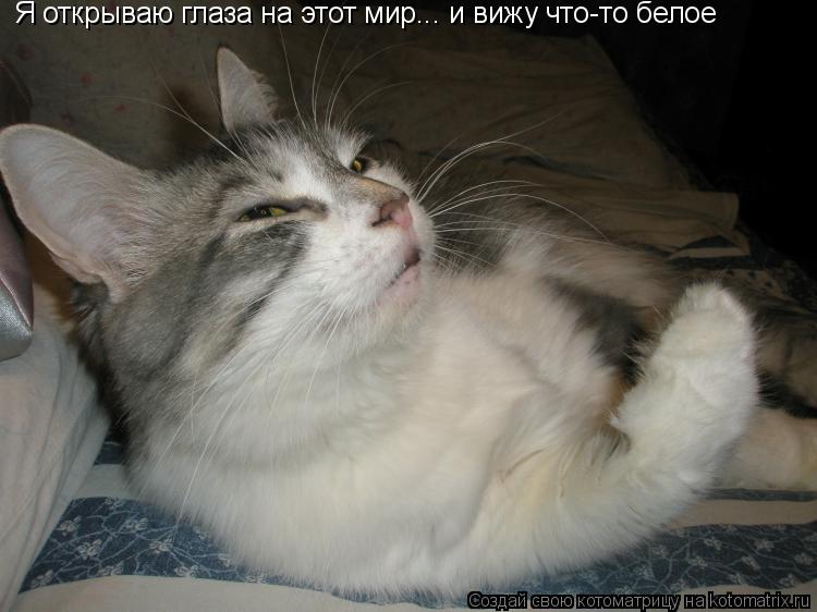 Я открываю глаза на этот мир... и вижу что-то белое... Котоматрица: Я открываю глаза на этот мир... и вижу что-то белое