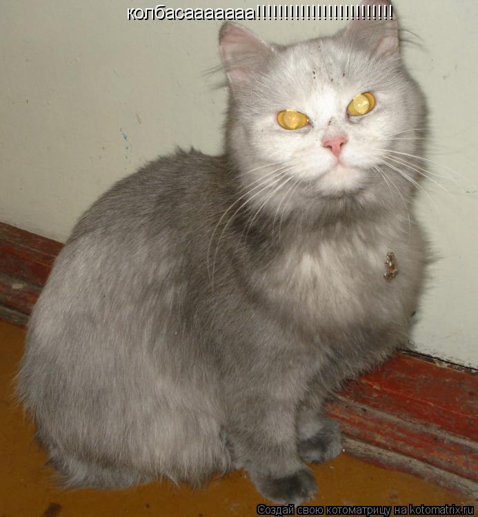 колбасааааааа!!!!!!!!!!!!!!!!!!!!!!!!!... Котоматрица: колбасааааааа!!!!!!!!!!!!!!!!!!!!!!!!!