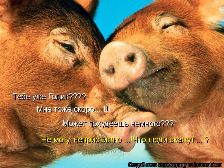 Тебе уже Годик???? Мне тоже скоро....!!! Может похудеешь немного??? Не могу, непристижно....!Что люди... Котоматрица: Тебе уже Годик???? Мне тоже скоро....!!! Может похудеешь немного??? Не могу, непристижно....!Что люди скажут.....?