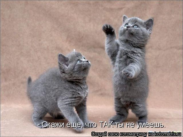 Котоматрица: - Скажи еще, что ТАК ты не умеешь…