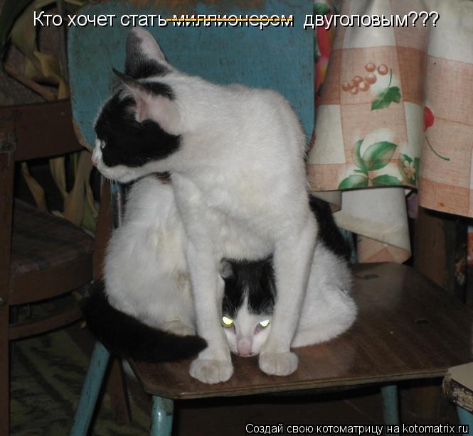 Кто хочет стать миллионером двуголовым??? -------------------- --------------------... Котоматрица: Кто хочет стать миллионером двуголовым??? -------------------- --------------------