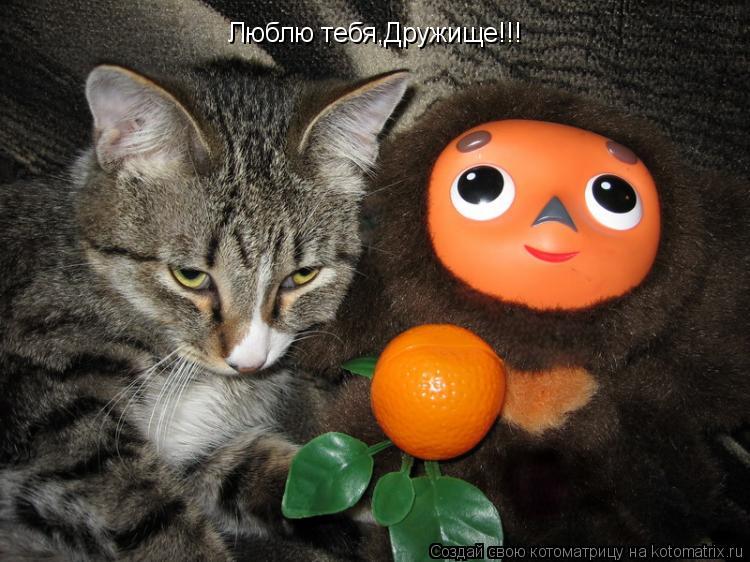 Люблю тебя,Дружище!!! Люблю тебя,Дружище!!!... Котоматрица: Люблю тебя,Дружище!!! Люблю тебя,Дружище!!!