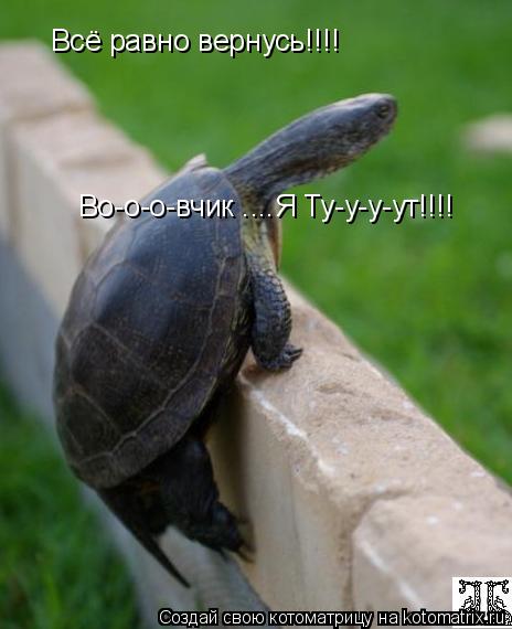 Котоматрица: Всё равно вернусь!!!! Во-о-о-вчик ....Я Ту-у-у-ут!!!!