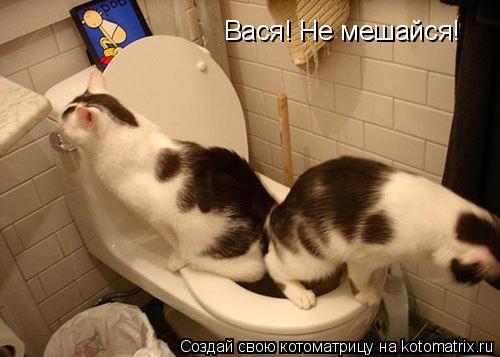 Вася! Не мешайся!... Котоматрица: Вася! Не мешайся!