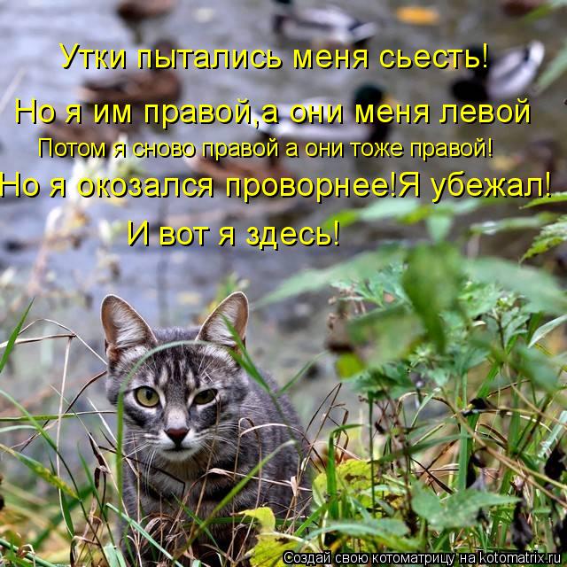 Котоматрица: Утки пытались меня сьесть! Но я им правой,а они меня левой Потом я сново правой а они тоже правой! Но я окозался проворнее!Я убежал! И вот я зд