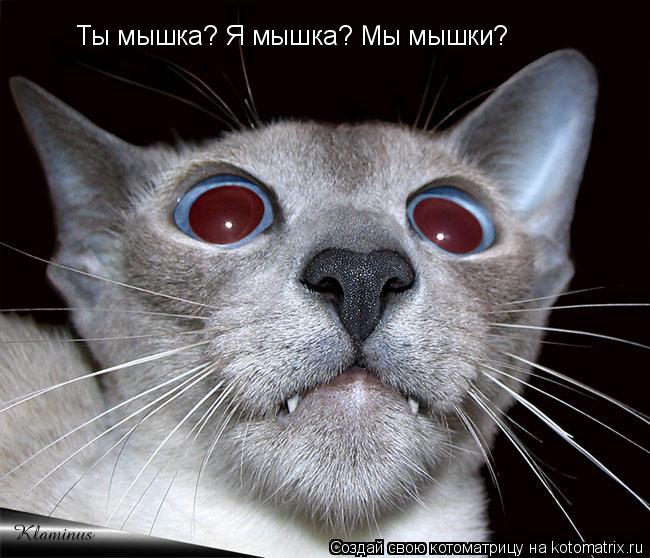 Ты мышка? Я мышка? Мы мышки?... Котоматрица: Ты мышка? Я мышка? Мы мышки?