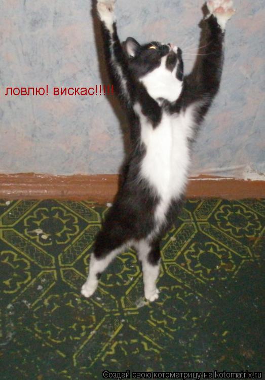 Котоматрица: ловлю! вискас!!!!!
