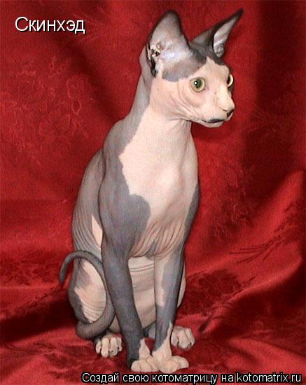 Котоматрица: Скинхэд