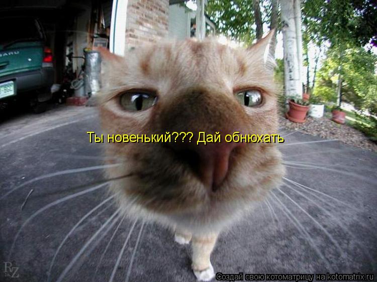 Ты новенький??? Дай обнюхать... Котоматрица: Ты новенький??? Дай обнюхать