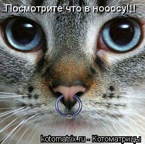 Посмотрите что в нооосу!!!... Котоматрица: Посмотрите что в нооосу!!!