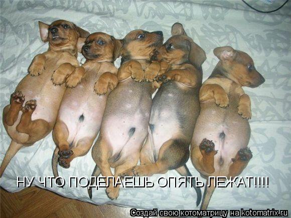 Котоматрица: НУ ЧТО ПОДЕЛАЕШЬ ОПЯТЬ ЛЕЖАТ!!!!