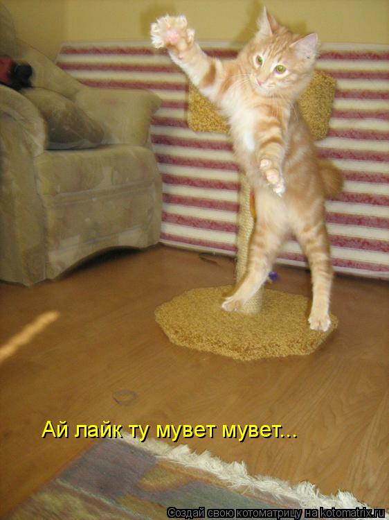 Ай лайк ту мувет мувет...... Котоматрица: Ай лайк ту мувет мувет...