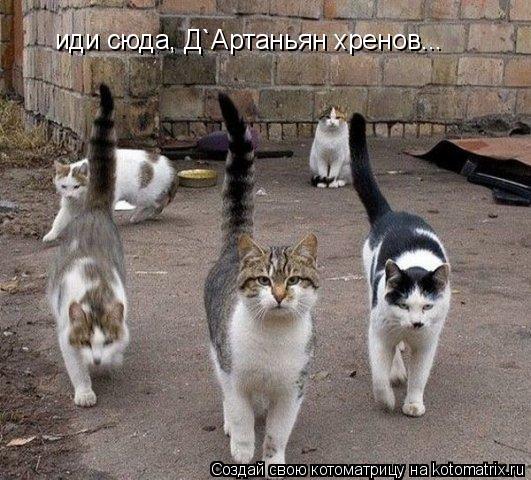 иди сюда, Д`Артаньян хренов...... Котоматрица: иди сюда, Д`Артаньян хренов...