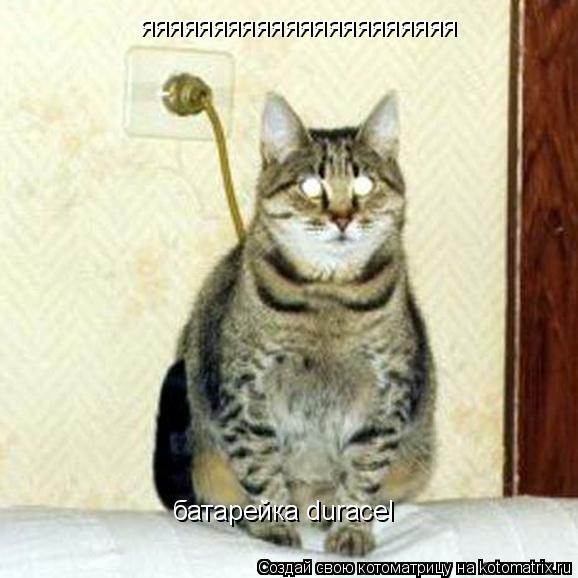 яяяяяяяяяяяяяяяяяяяяяя батарейка duracel... Котоматрица: яяяяяяяяяяяяяяяяяяяяяя батарейка duracel