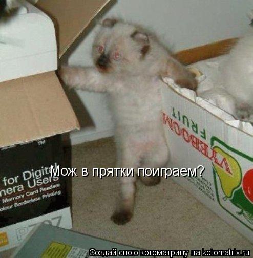 Мож в прятки поиграем?... Котоматрица: Мож в прятки поиграем?