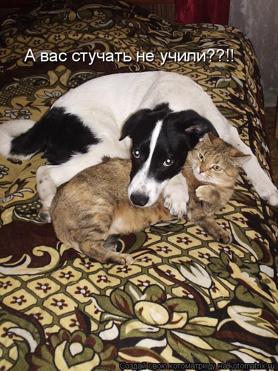 Котоматрица: А вас стучать не учили??!!