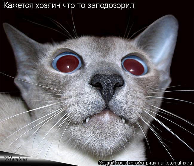 Котоматрица: Кажется хозяин что-то заподозорил