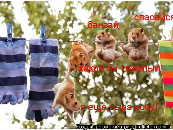 банзай спасайся кто может какой он тяжёлый! я ещё сыра хочу!... Котоматрица: банзай спасайся кто может какой он тяжёлый! я ещё сыра хочу!