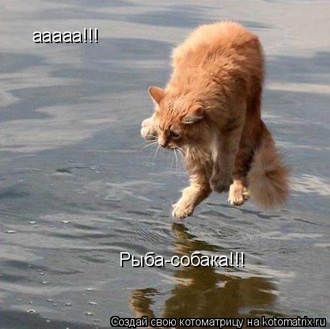 ааааа!!! Рыба-собака!!!... Котоматрица: ааааа!!! Рыба-собака!!!